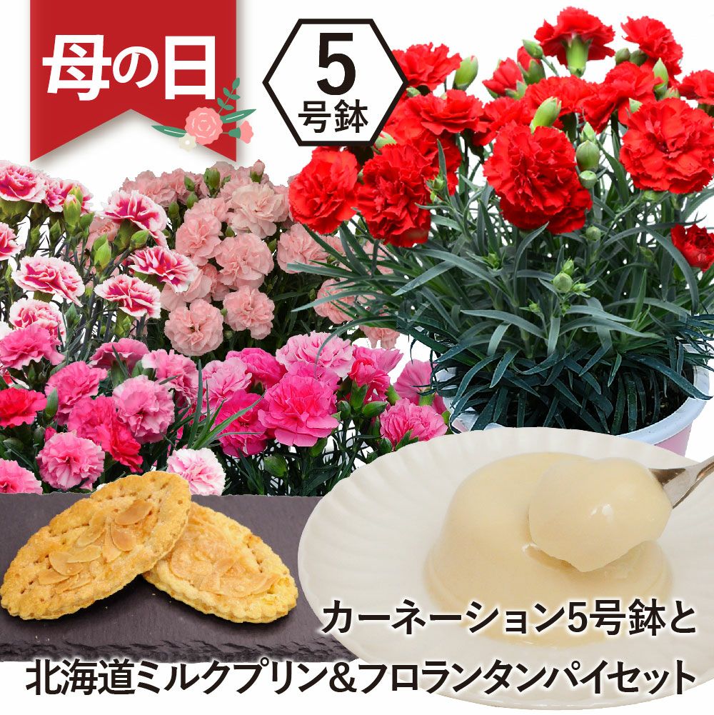 カーネーション5号鉢とスイーツセット