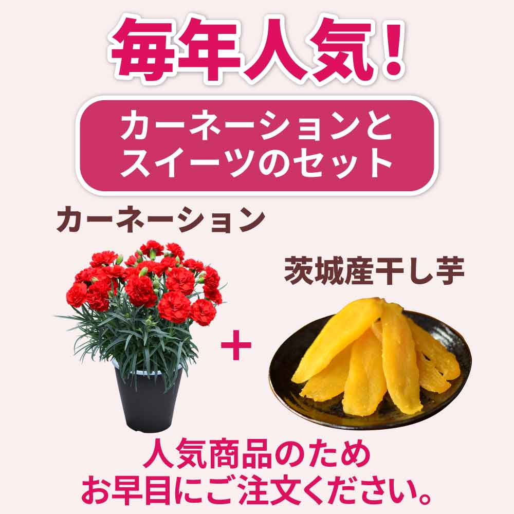 母の日ギフト スイーツ カーネーション5号鉢と北海道ミルクプリン＆フロランタンセット
