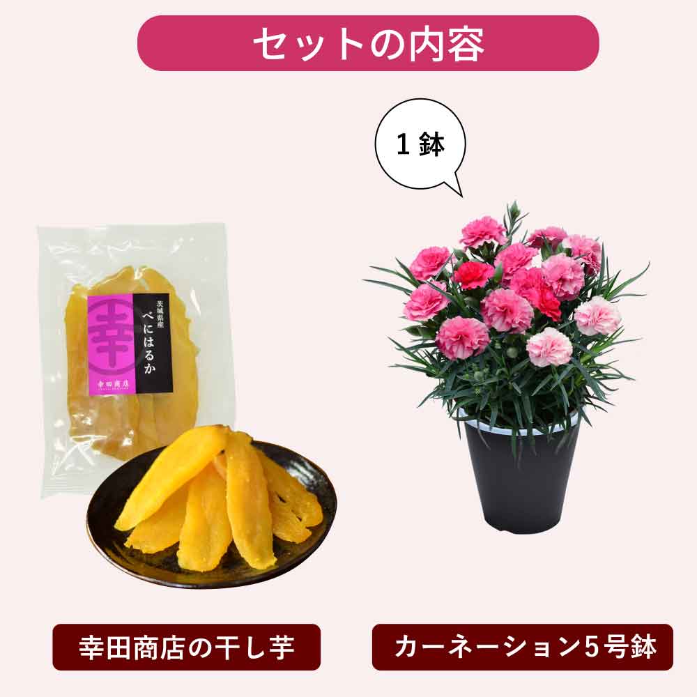 カーネーション
