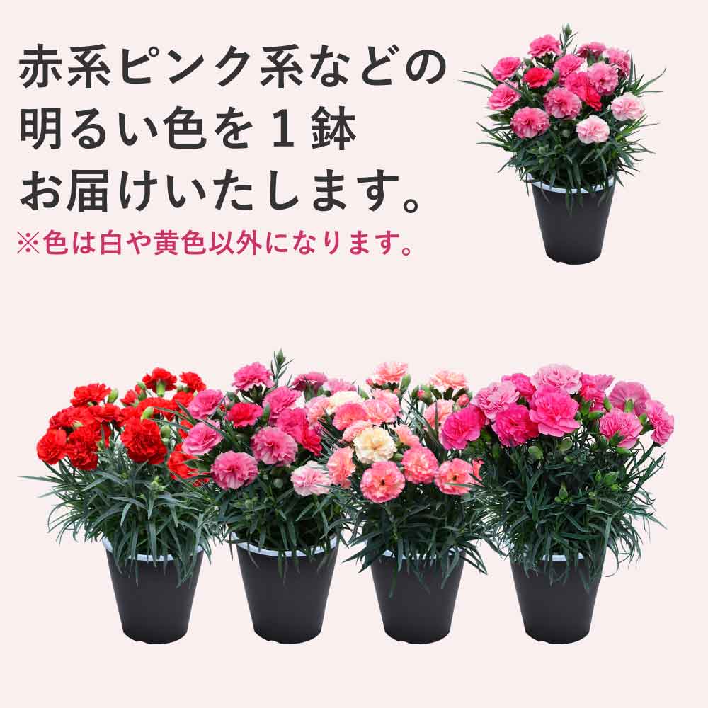 スイーツセット内容