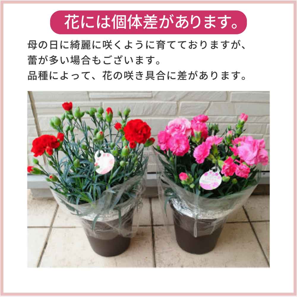 北海道ミルクプリン