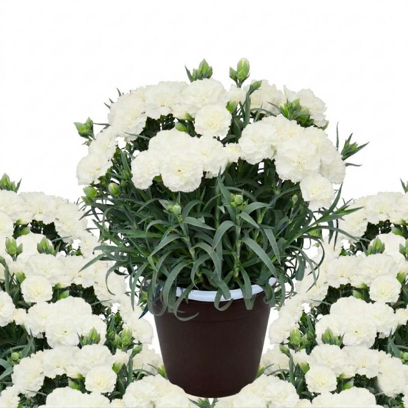 白いカーネーションフィエルテ