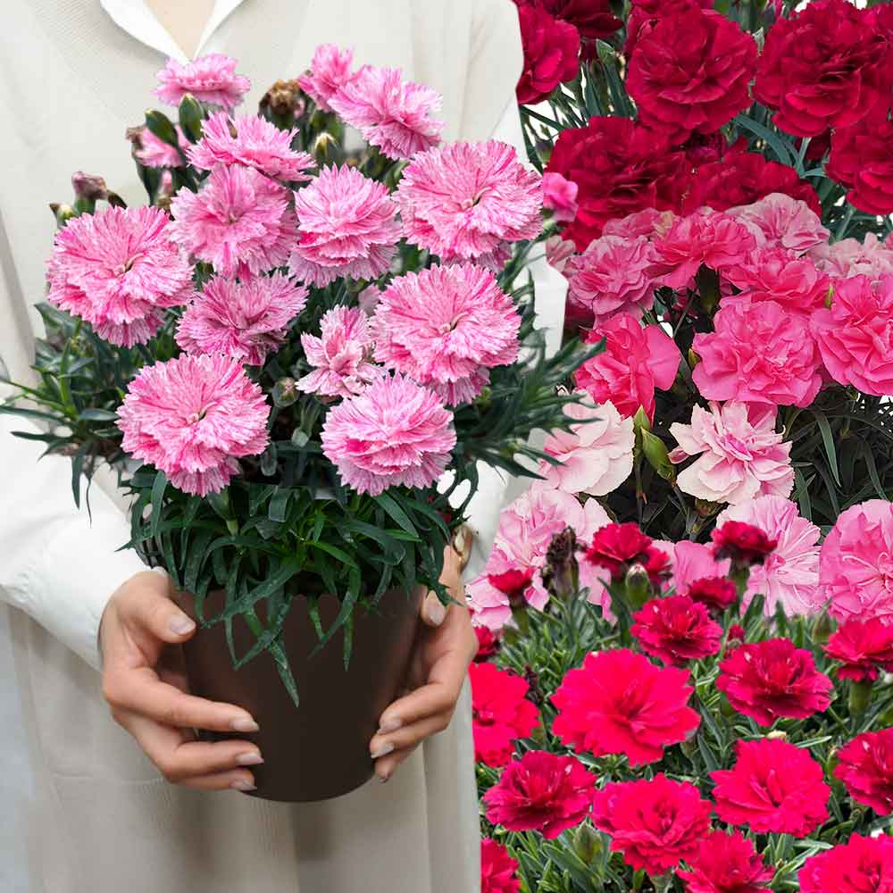 6色から選ぶ 母の日カーネーション プレミアム 5号鉢