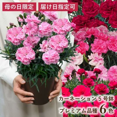 シクラメンの鉢花 天使のはね5号鉢の贈り物フラワーギフト