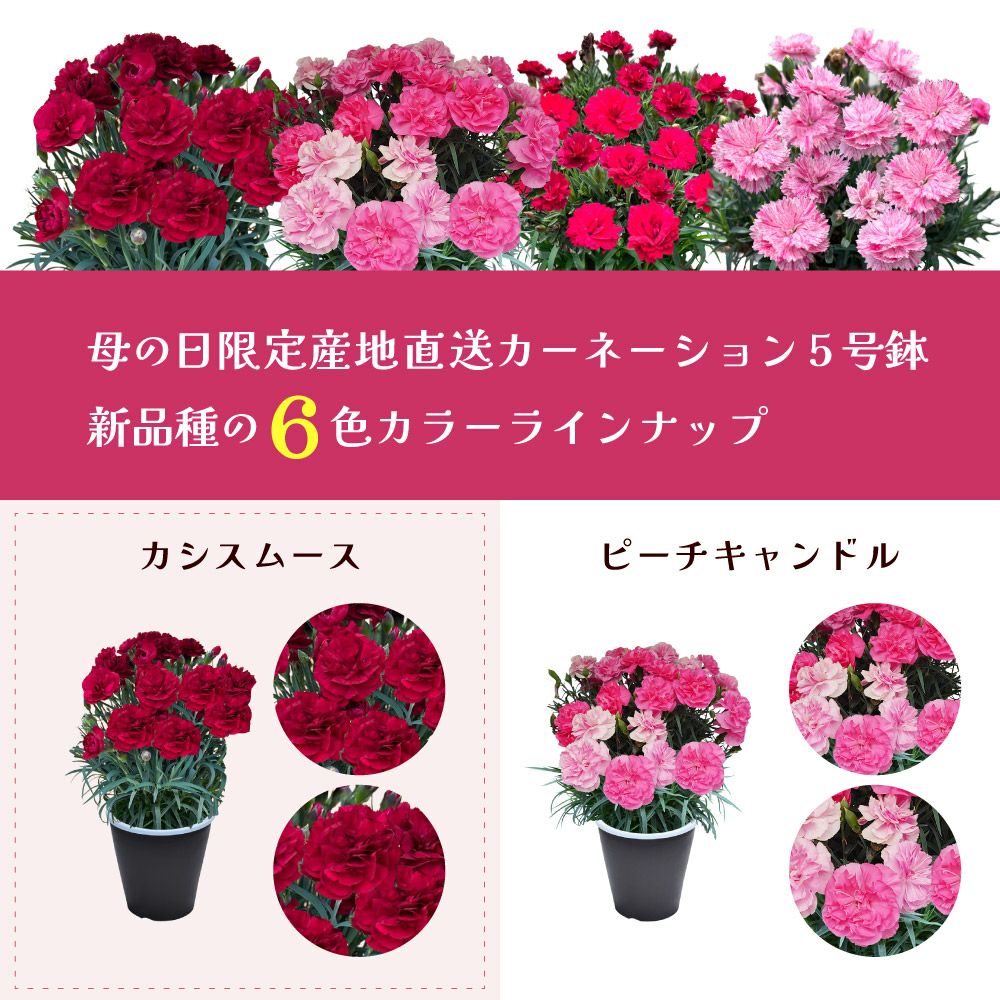 5色から選ぶ 母の日カーネーション プレミアム 5号鉢