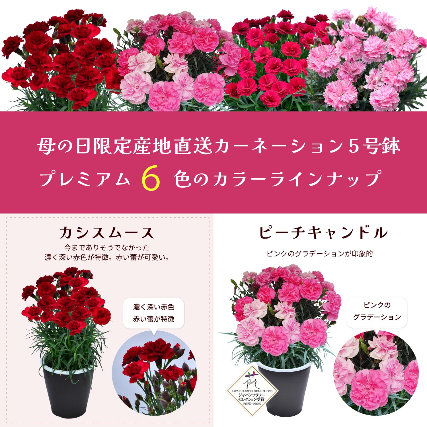 5色から選ぶ 母の日カーネーション プレミアム 5号鉢