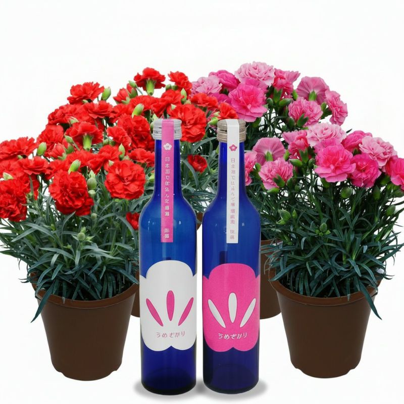 カーネーションと梅酒「うめざかり」セット