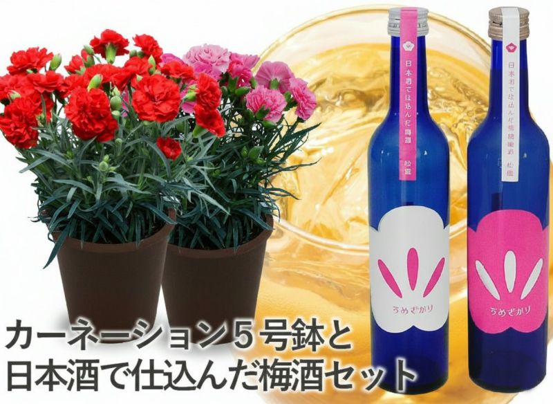 梅酒＆カーネーション鉢ギフトセット