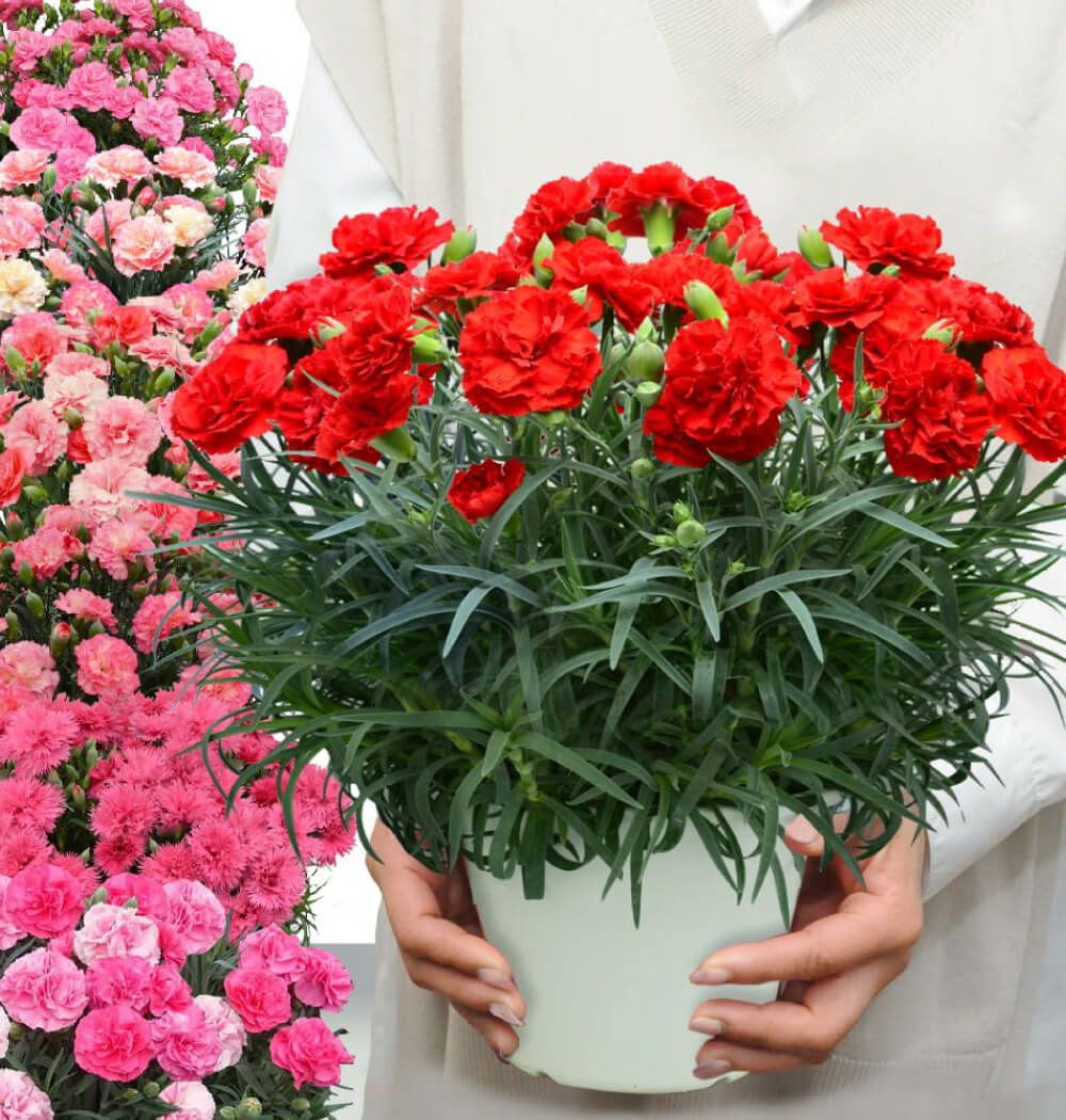 何色が届くかはお楽しみ おまかせ カーネーション 6号鉢 母の日