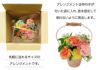 母の日ギフト ふわっと飾るブリキ缶のハッピーアレンジ