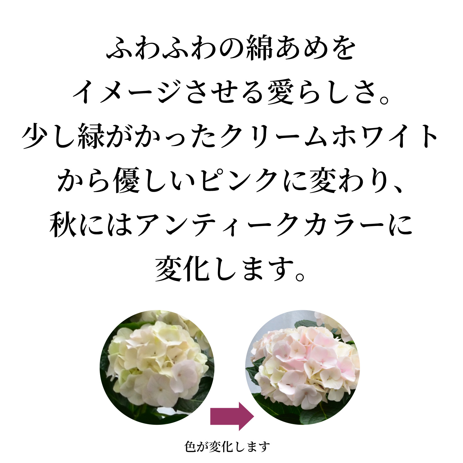 コットンキャンディイメージ