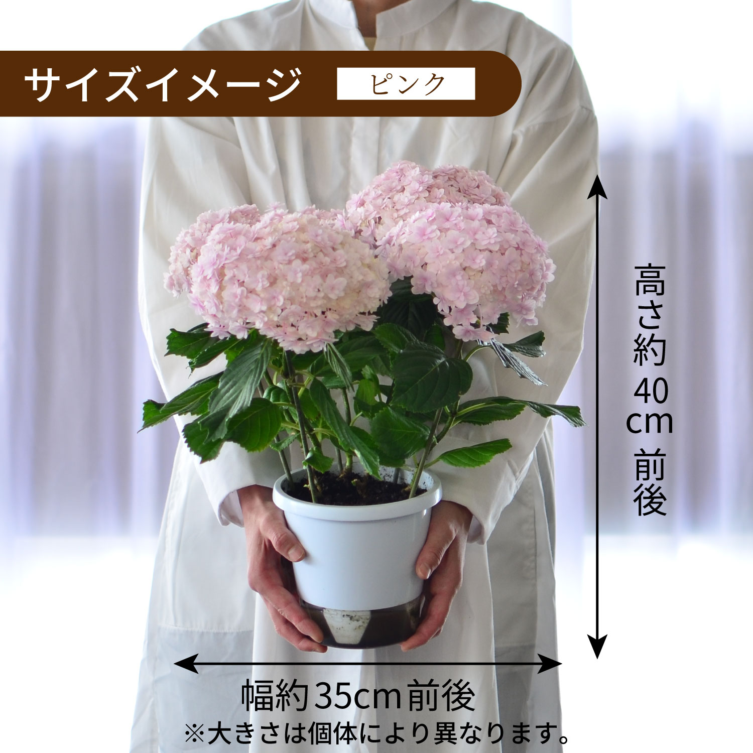 母の日 アジサイ てまりてまり