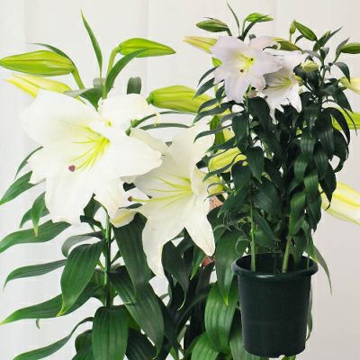 カサブランカの鉢植