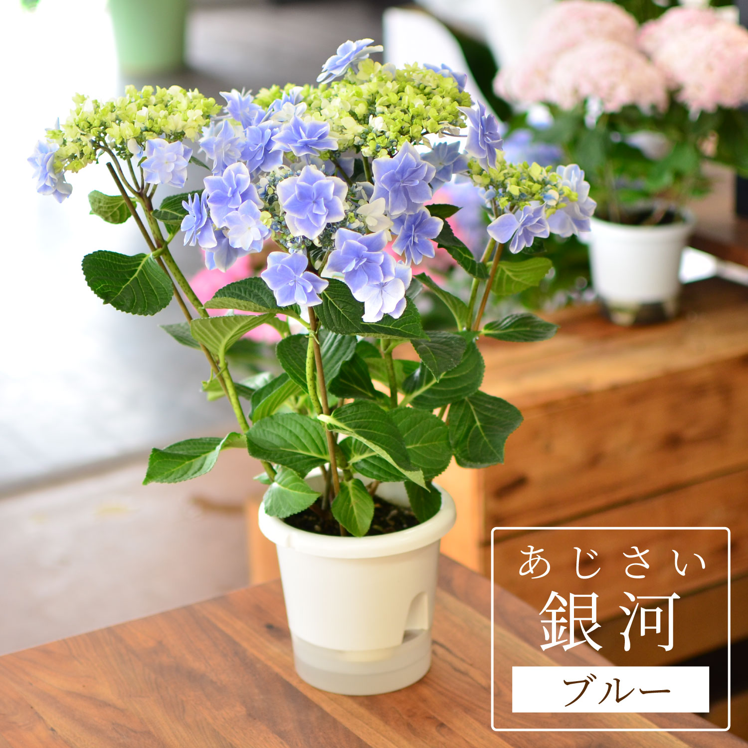 母の日 アジサイ 銀河