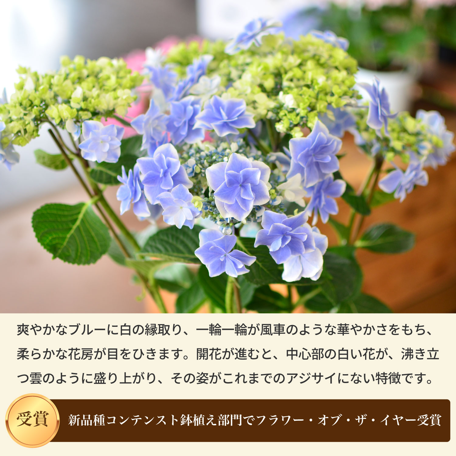母の日 アジサイ 銀河