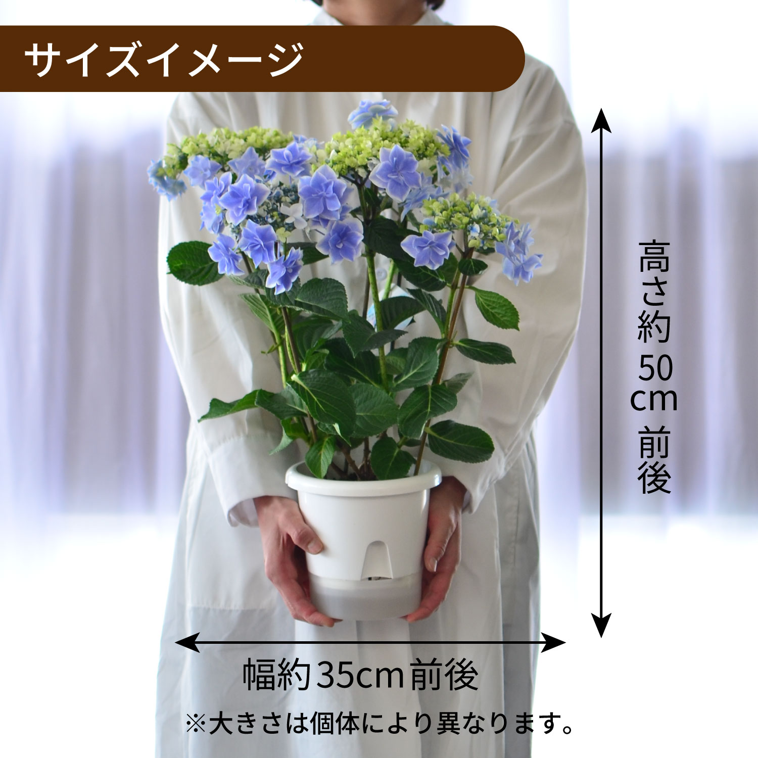 母の日 アジサイ 銀河