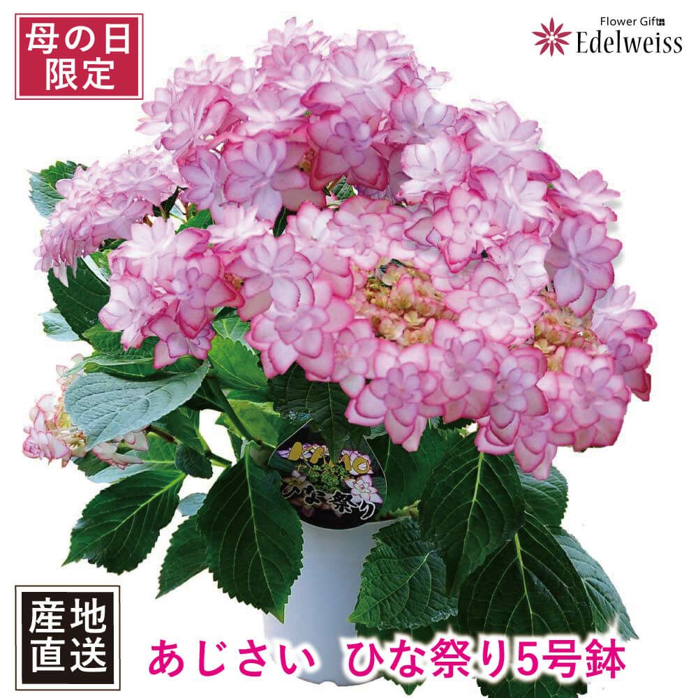  あじさい ひな祭り 5号鉢