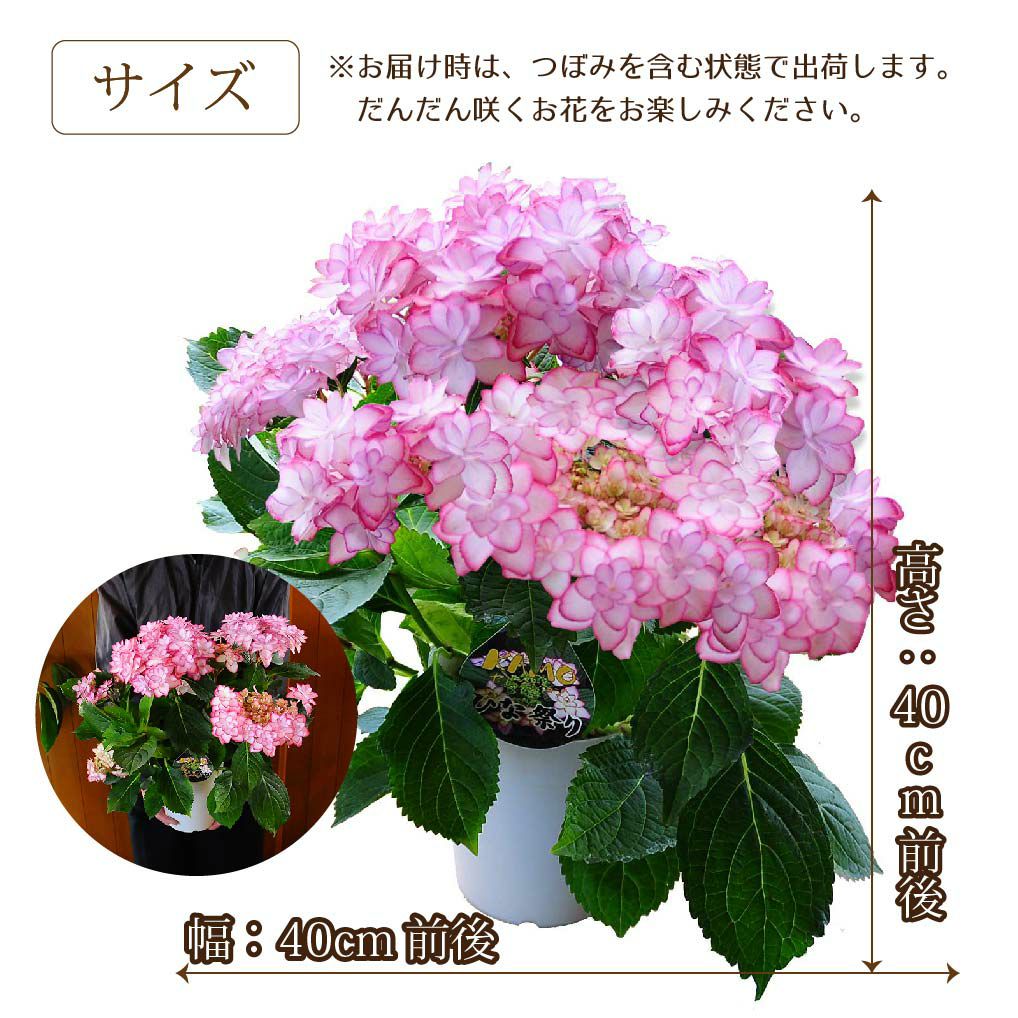  あじさい ひな祭り 5号鉢