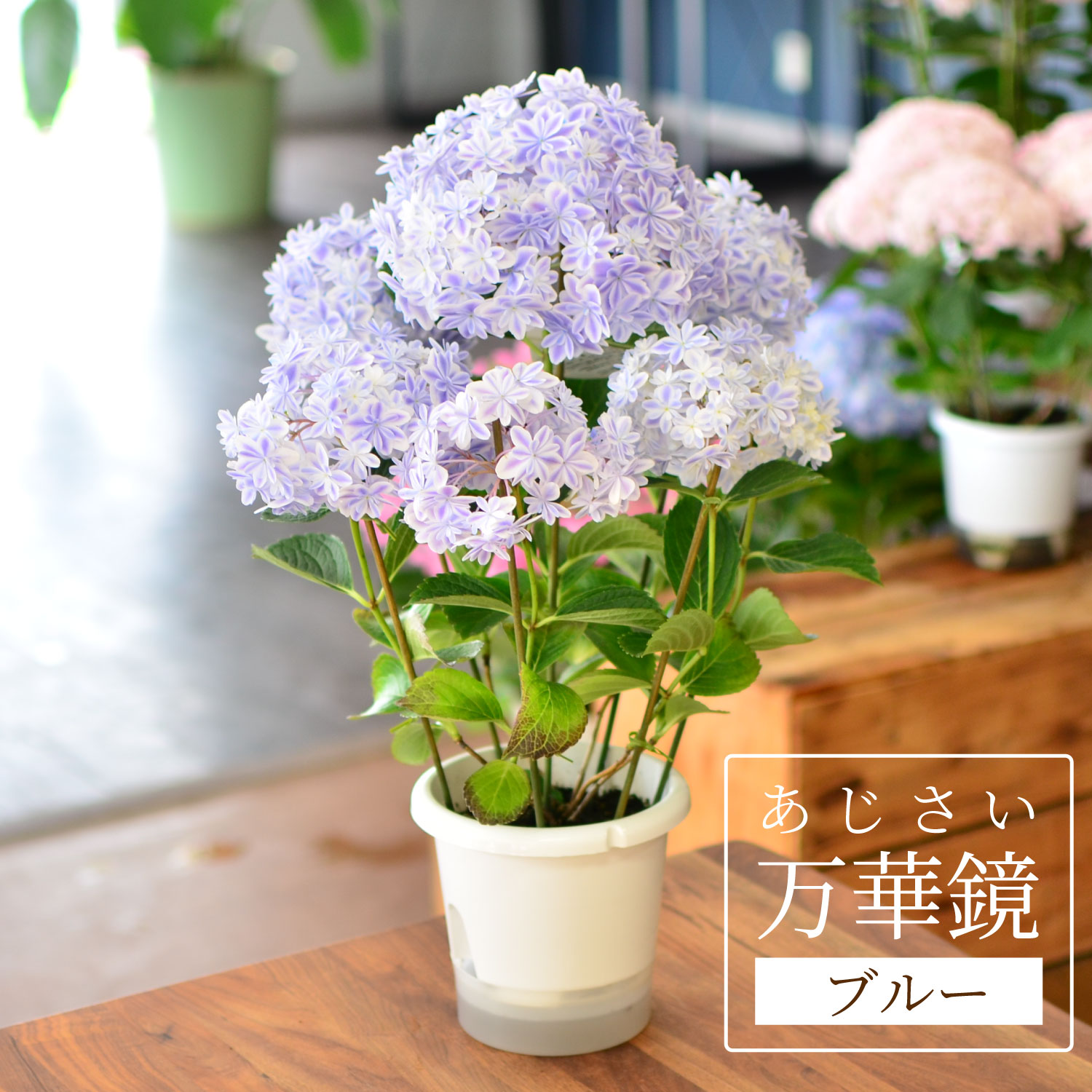 アジサイ 万華鏡 ブルー 5号鉢