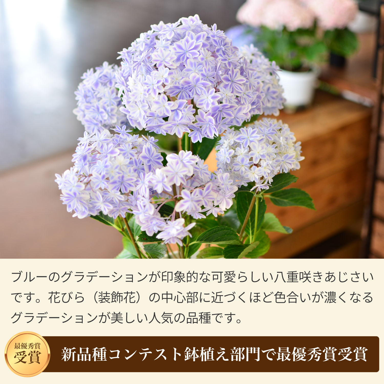 アジサイ 万華鏡 ブルー 5号鉢サイズ