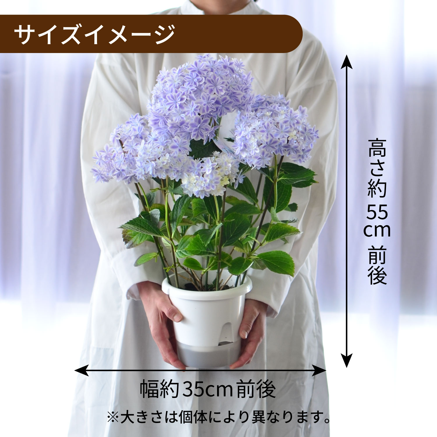アジサイ 万華鏡 ブルー 5号鉢