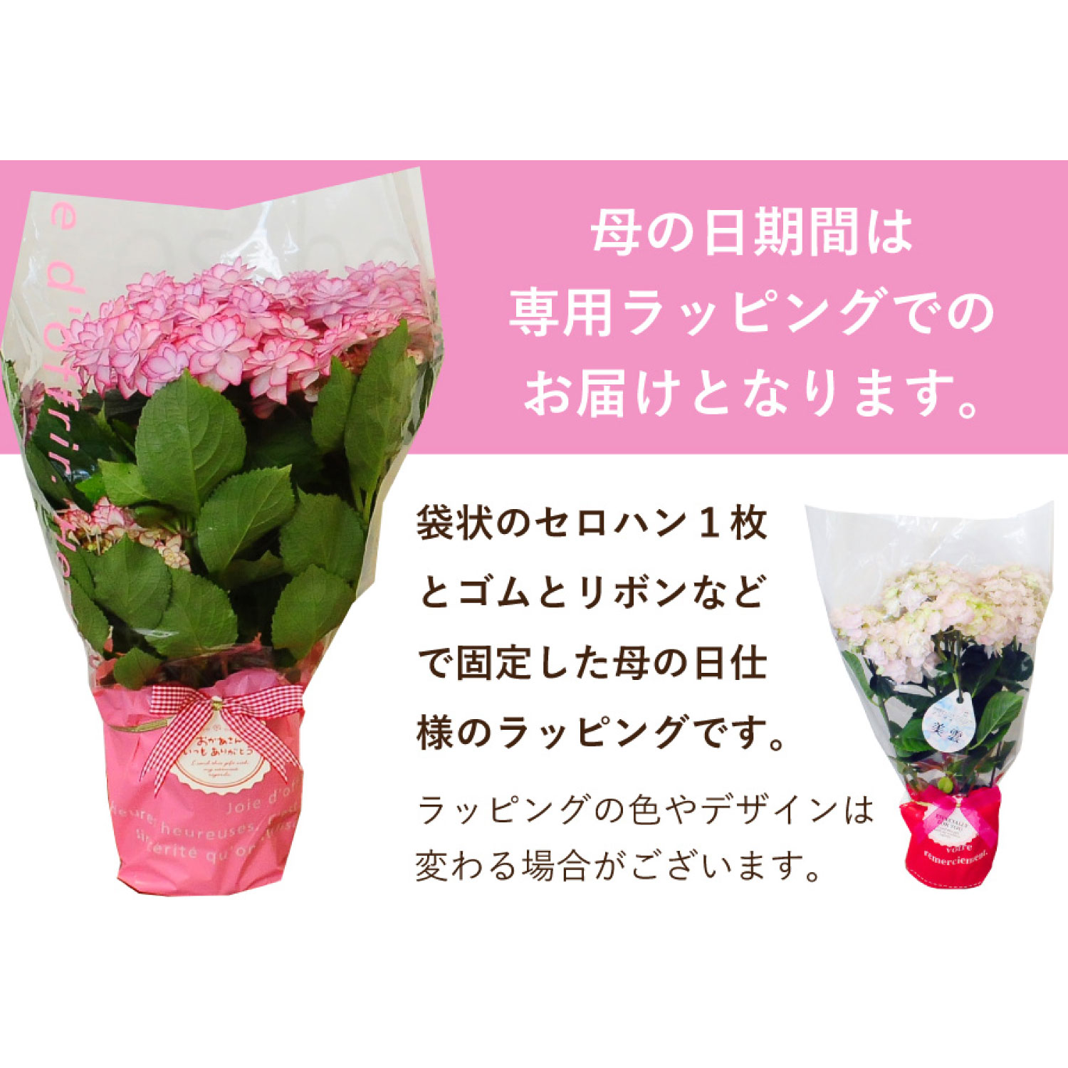 アジサイ 万華鏡 ブルー 5号鉢