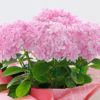 万華鏡 ピンク 5号鉢サイズ