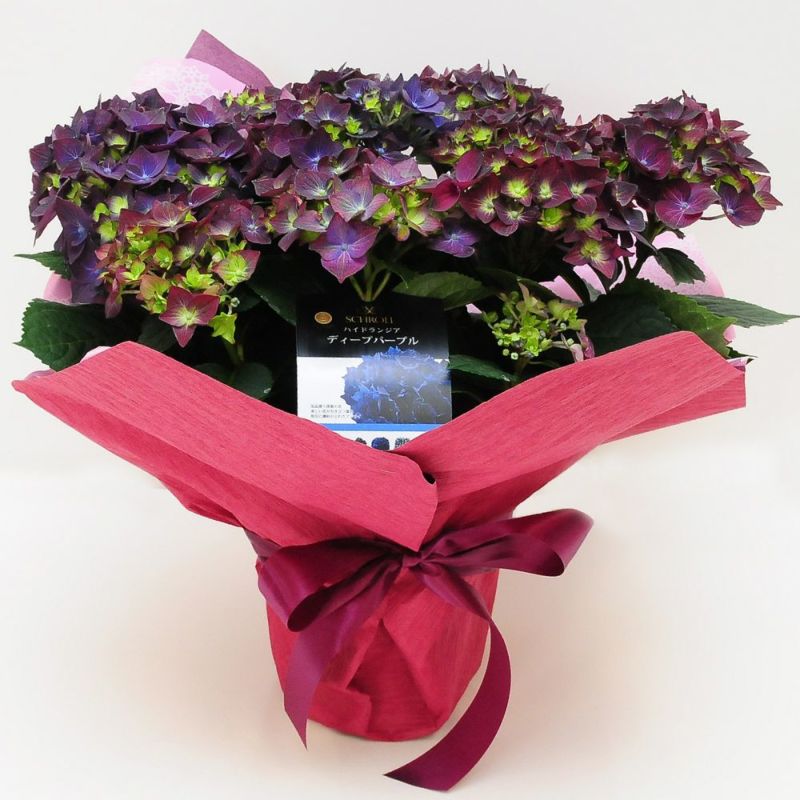母の日あじさい アジサイ ディープパープル 5号鉢