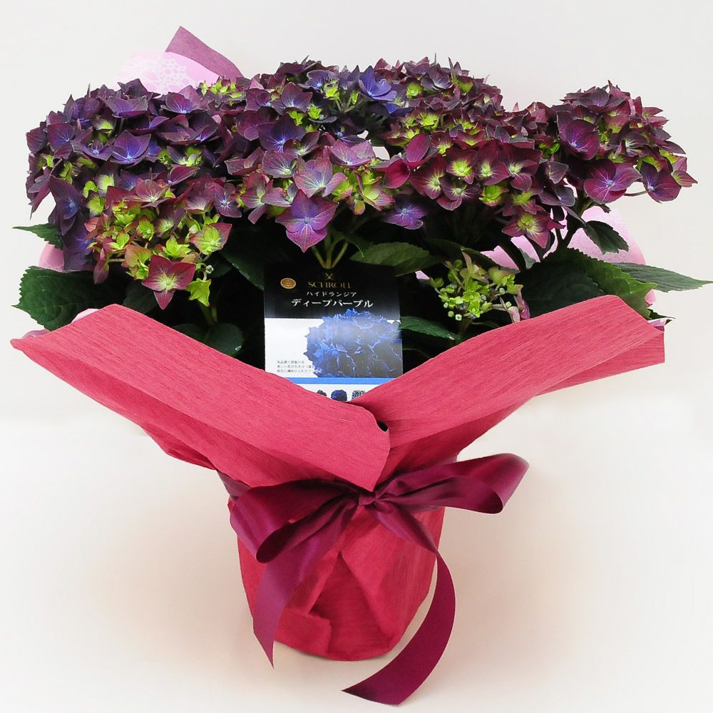 母の日あじさい アジサイ ディープパープル 5号鉢