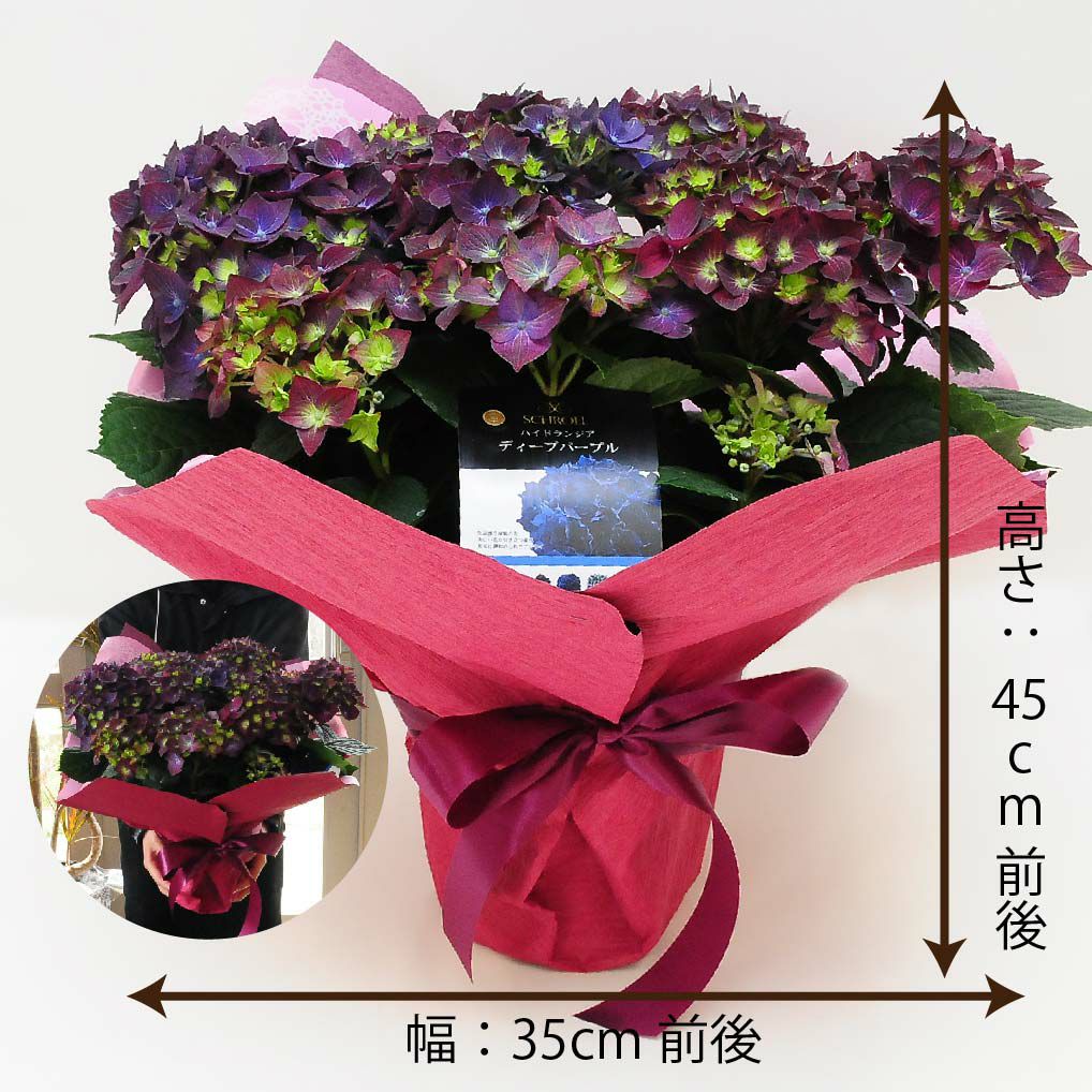 母の日あじさい アジサイ ディープパープル 5号鉢