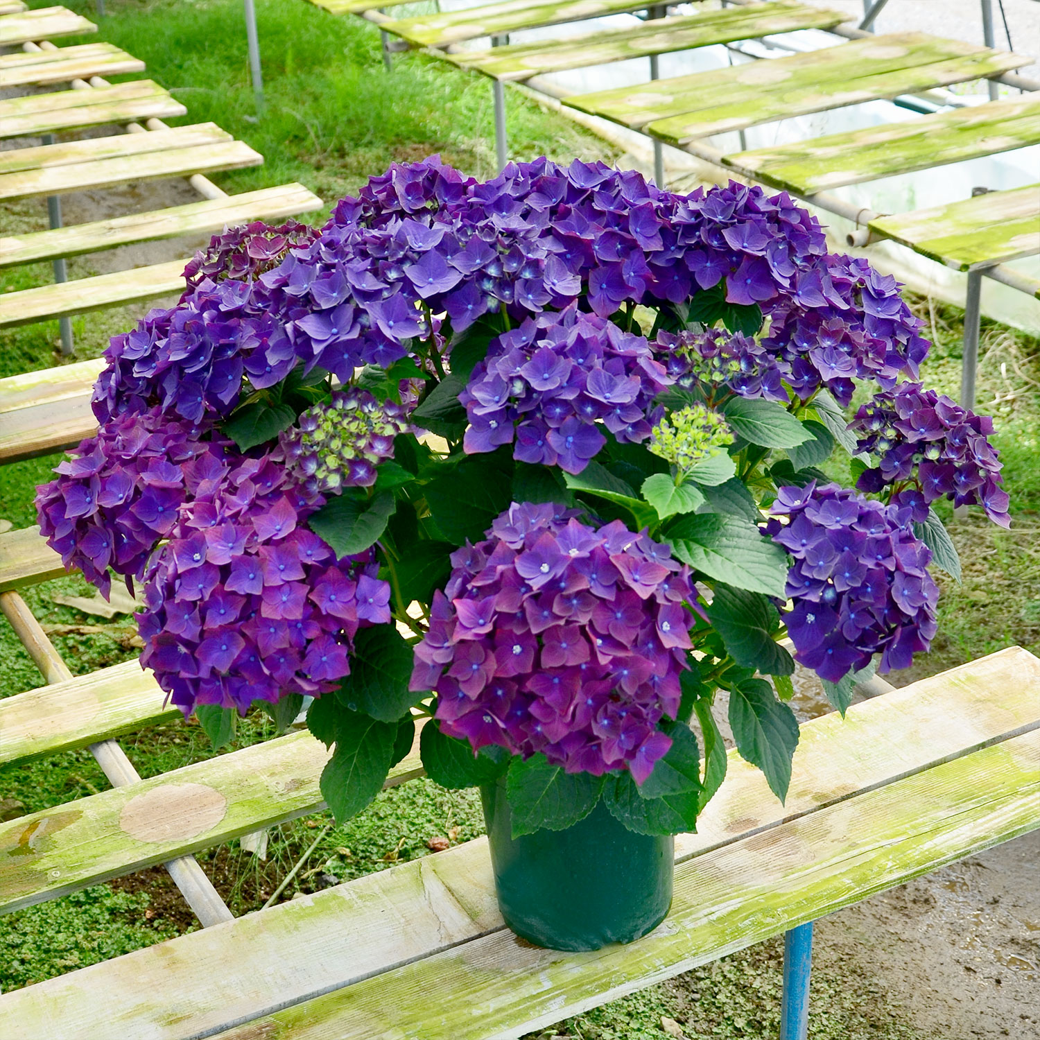 簡易ラッピング