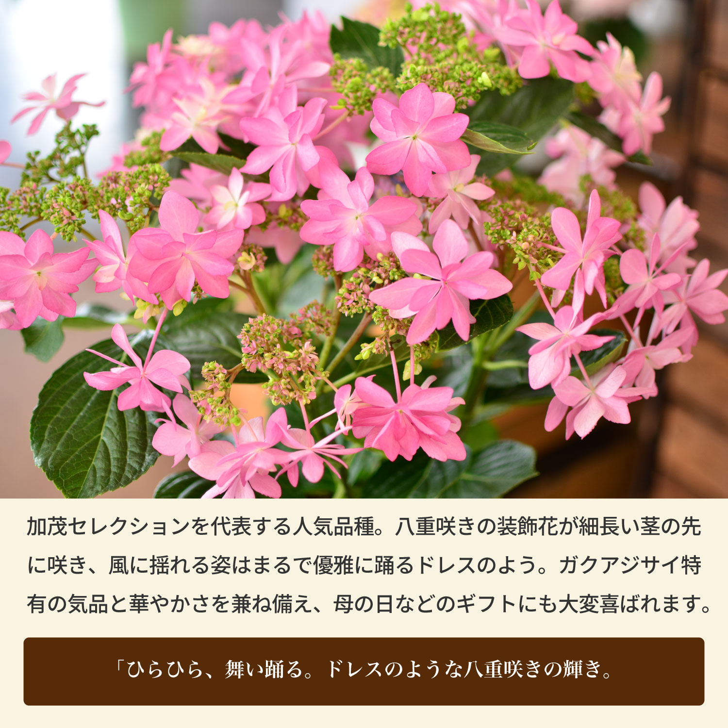 母の日 プレゼント あじさい アジサイ ダンスパーティ 5号鉢 母の日ギフト