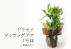 観葉植物 マッサン 幸福の木 ドラセナ マッサンゲアナ