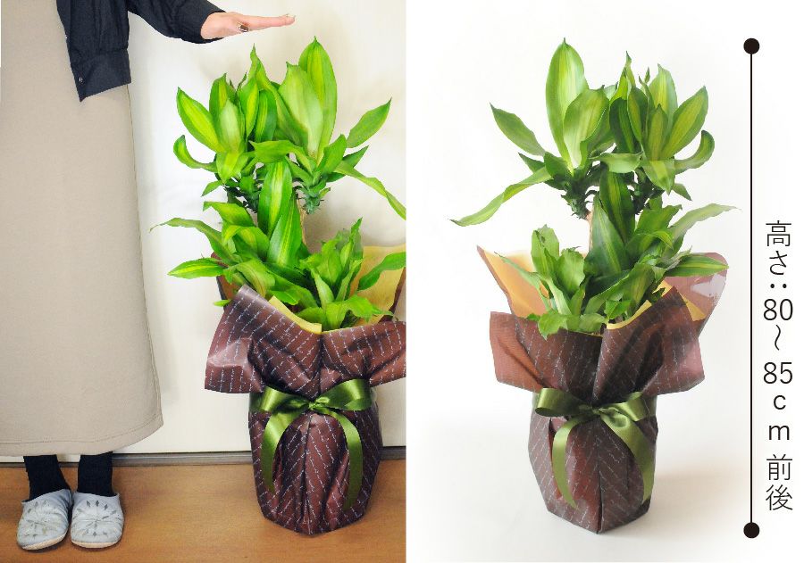 観葉植物 マッサン 幸福の木 ドラセナ マッサンゲアナ