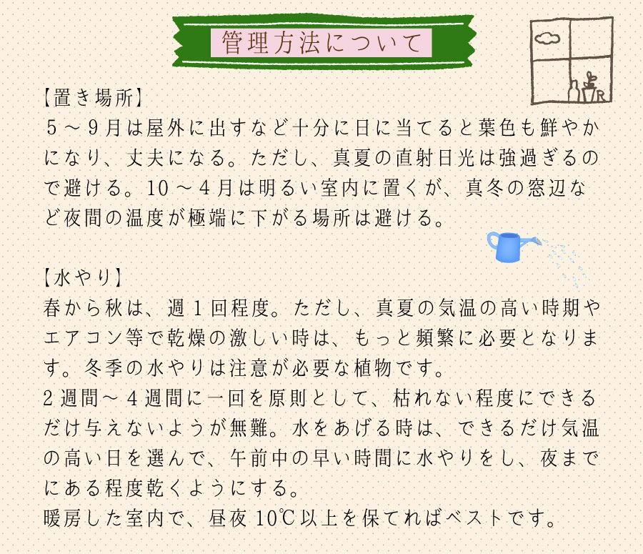 観葉植物 マッサン 幸福の木 ドラセナ マッサンゲアナ
