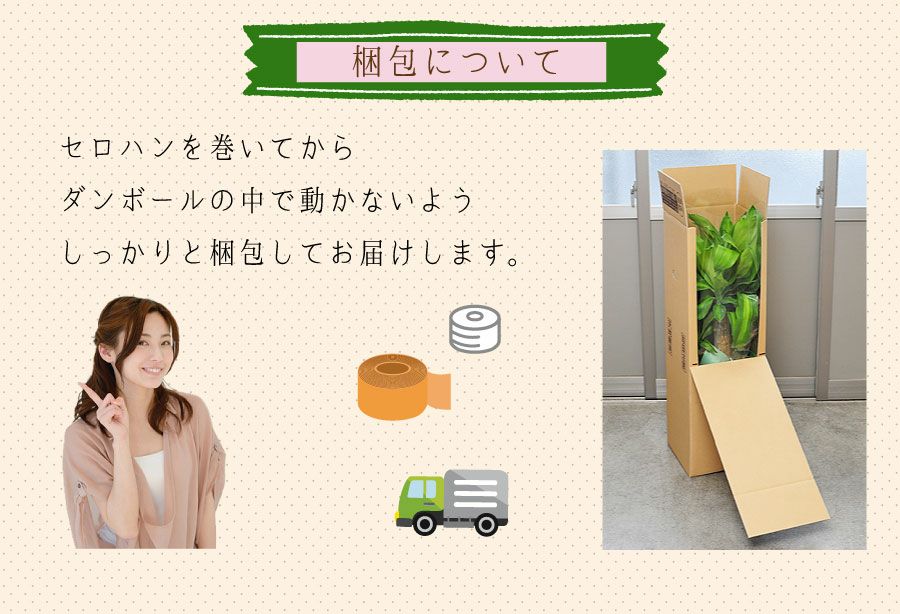 観葉植物 マッサン 幸福の木 ドラセナ マッサンゲアナ