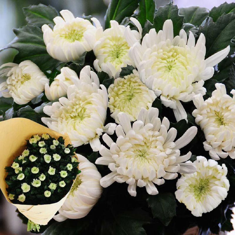 お墓参りに、法事法要や仏壇にお供えするお花として。国産のお花
  
  白い菊の花30本の切花