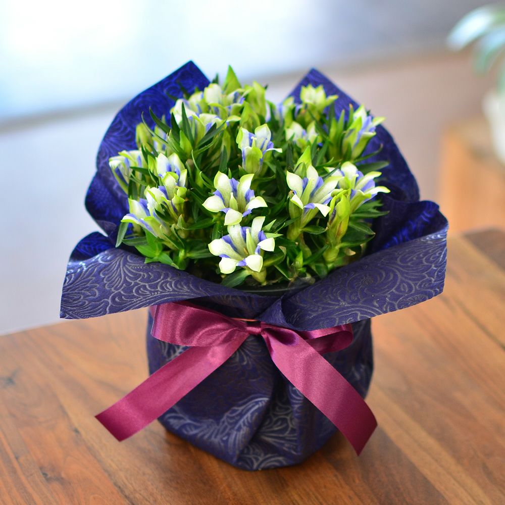 リンドウ鉢花 kokomi  白寿 5号鉢