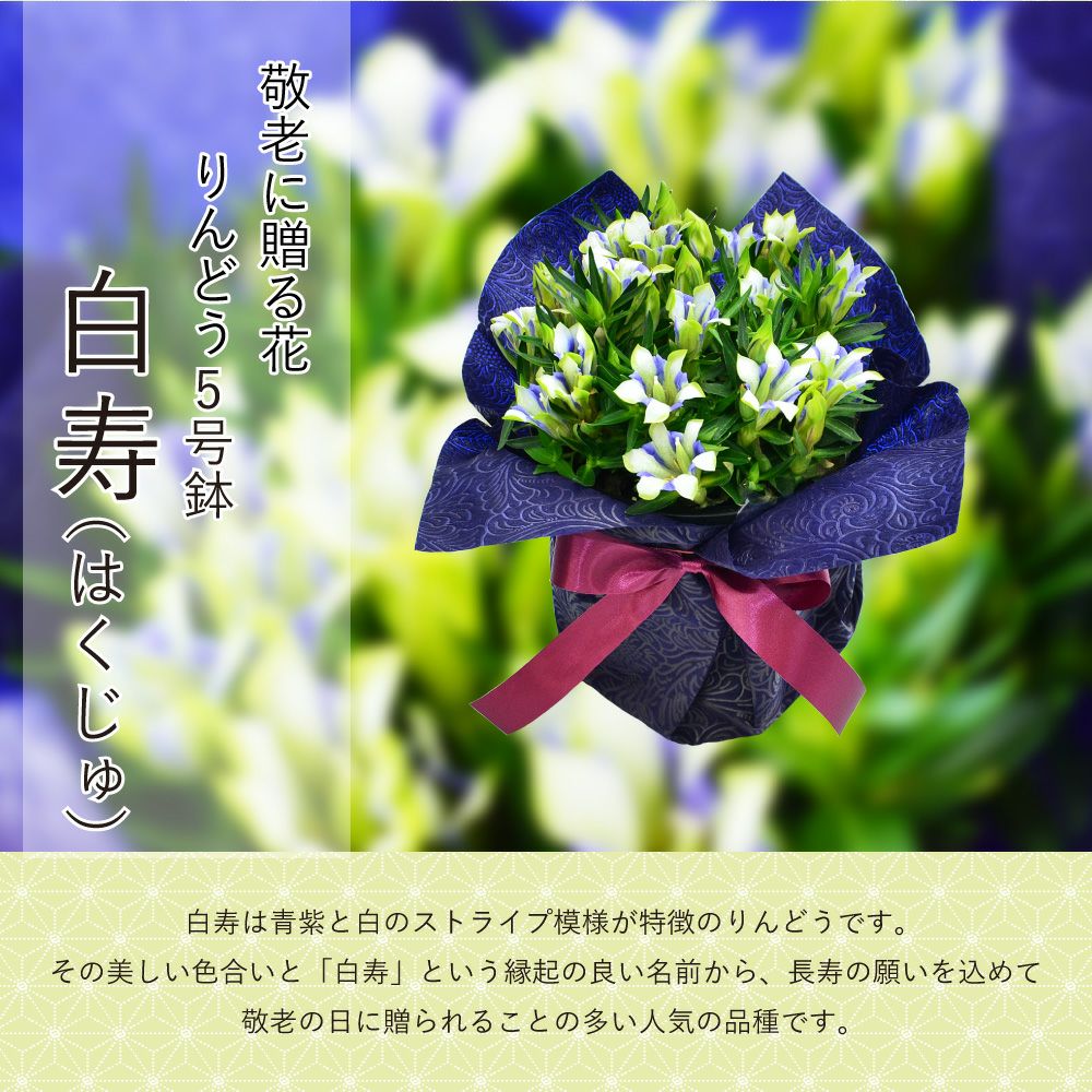 リンドウ鉢花 kokomi  白寿 5号鉢