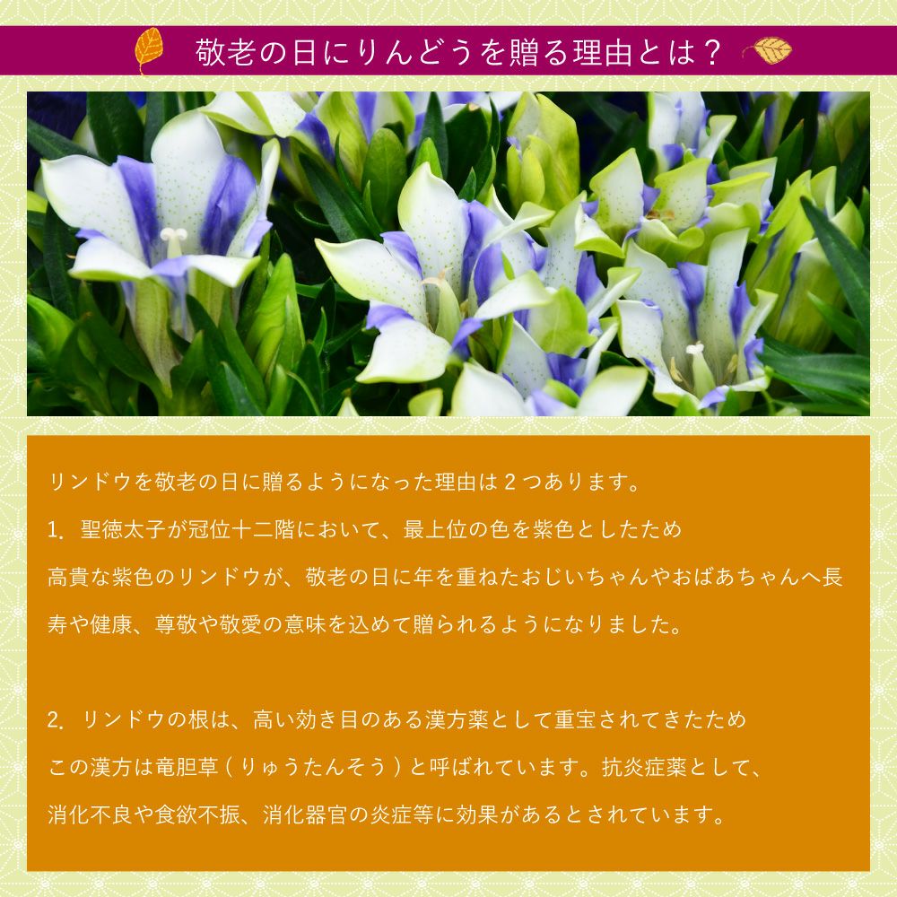 リンドウ鉢花 kokomi  白寿 5号鉢