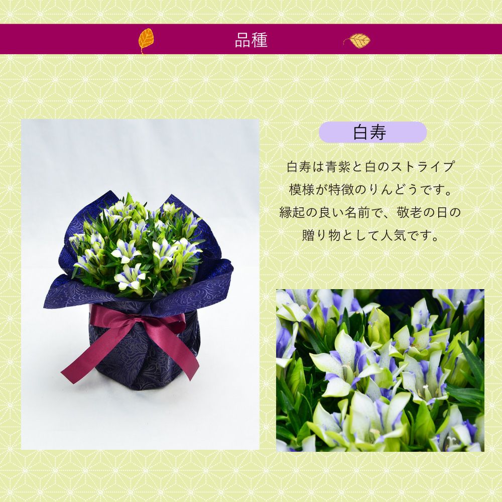 リンドウ鉢花 kokomi  白寿 5号鉢