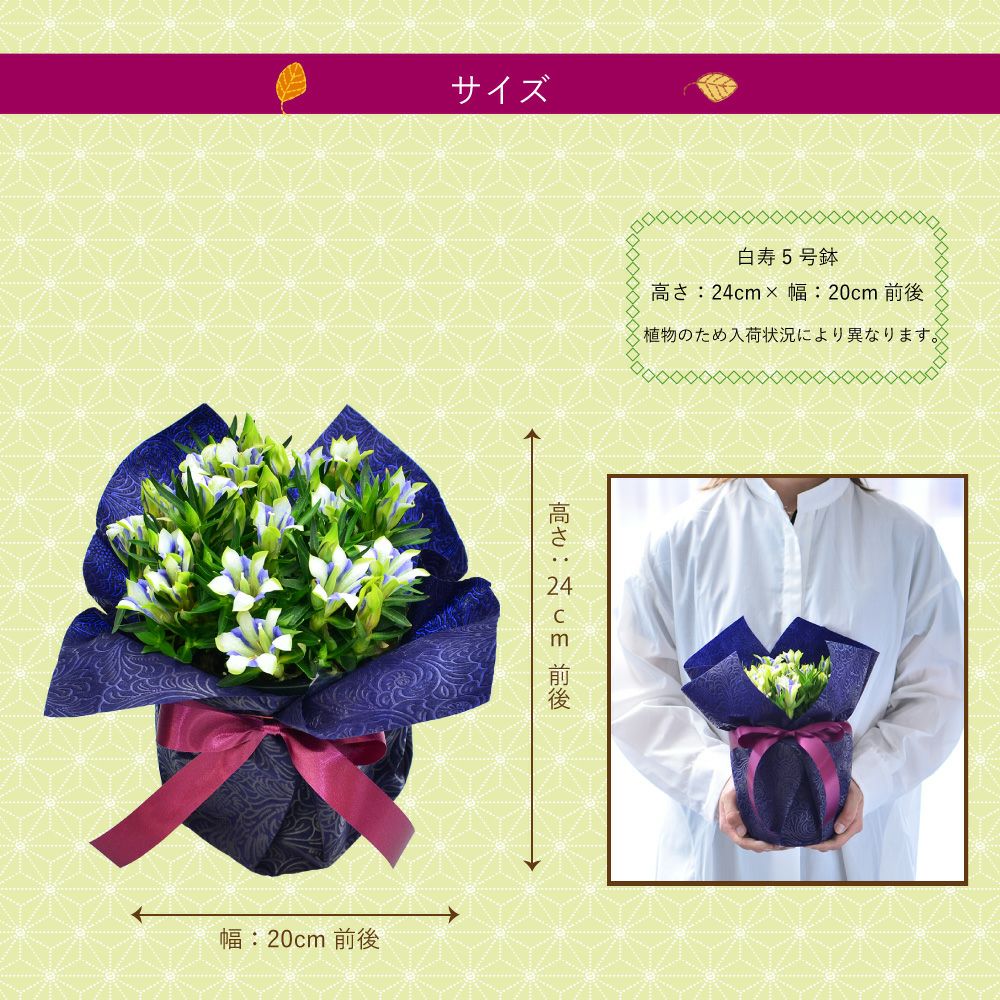 リンドウ鉢花 kokomi  白寿 5号鉢