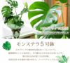 観葉植物 モンステラ5号鉢