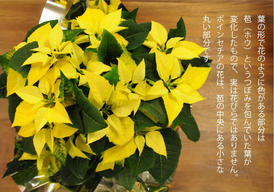 ポインセチアイエロー5号鉢
