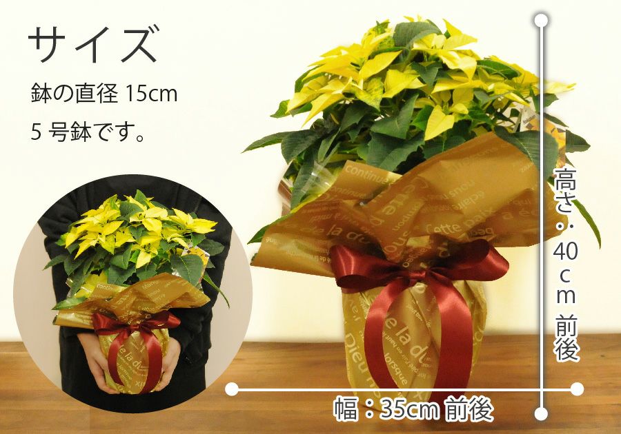 ポインセチアイエロー5号鉢