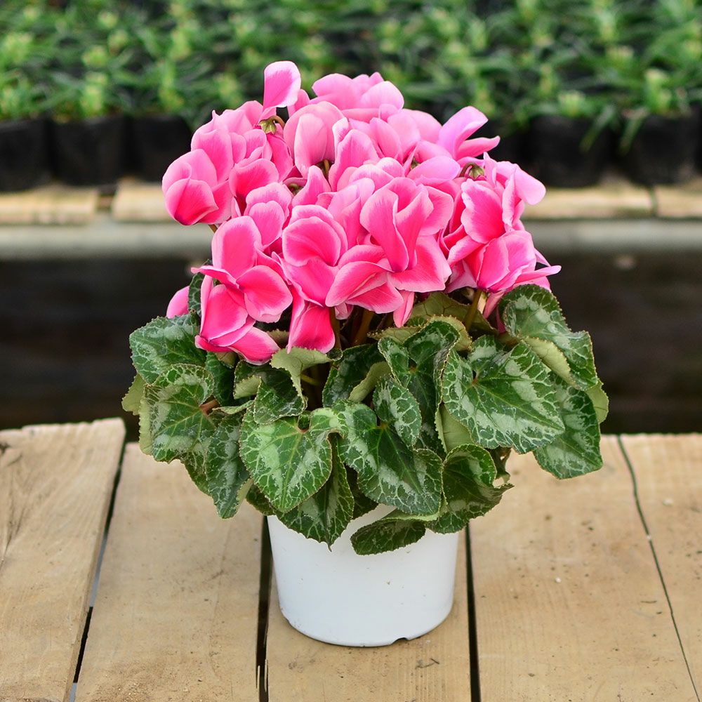 産地直送 何が届くかお楽しみ おまかせ シクラメン 5号鉢