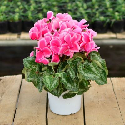 シクラメンの鉢花 天使のはね5号鉢の贈り物フラワーギフト