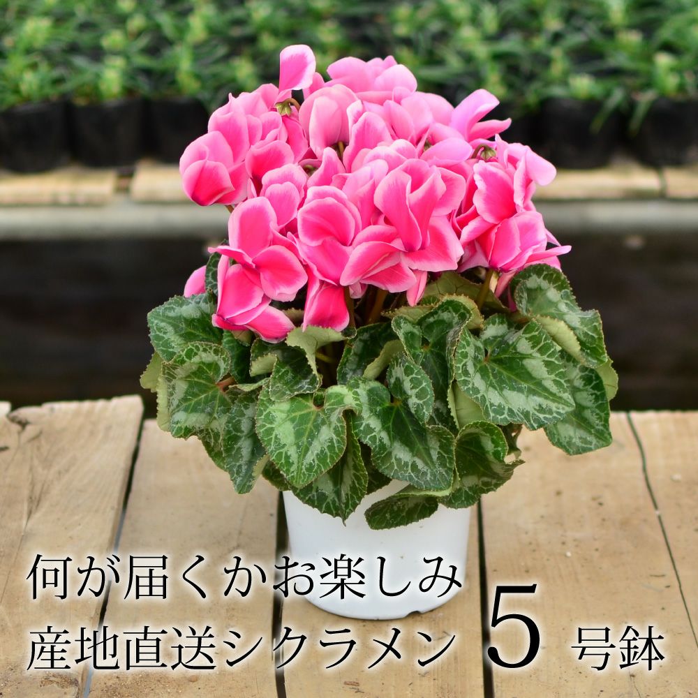 産地直送 何が届くかお楽しみ おまかせ シクラメン 5号鉢