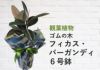 観葉植物 ゴムの木フィカス バーガンディ 6号鉢