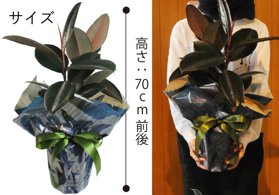 観葉植物 ゴムの木フィカス バーガンディ 6号鉢